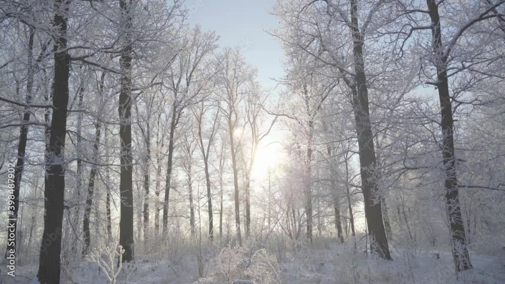 Walk through the winter forest with snow-covered trees on a beautiful frosty morning. No people Walk through the winter forest with snow-covered trees on a beautiful frosty morning. No people