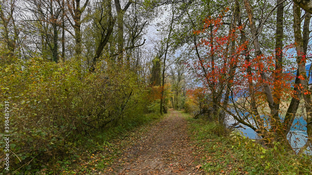 Sentiero che passa attraverso il bosco, in autunno, con suggestivi alberi colorati dei colori dell'autunno. 