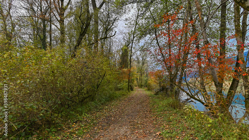 Sentiero che passa attraverso il bosco  in autunno  con suggestivi alberi colorati dei colori dell autunno. 