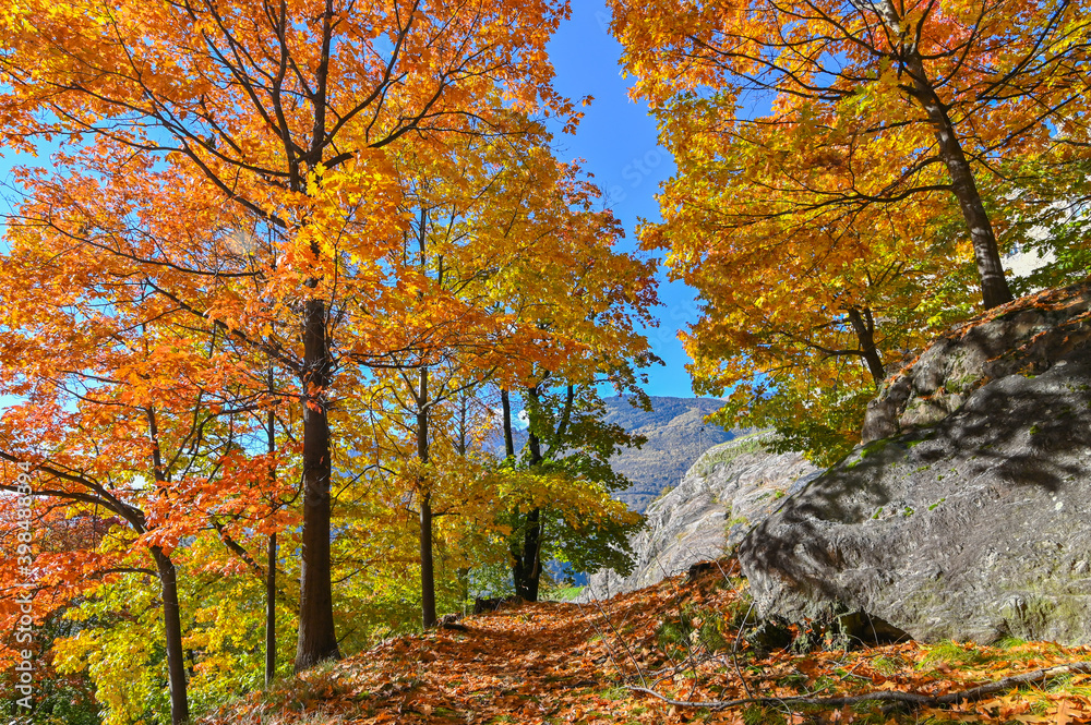 Suggestivo paesaggio autunnale, immerso nei boschi colorati con foglie gialle, arrancioni e rosse. Molto bello. Suggestivo paesaggio autunnale, immerso nei boschi colorati con foglie gialle, arrancioni e rosse. Molto bello.