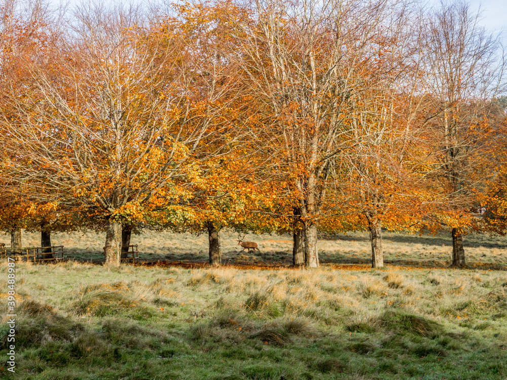Male stag deer surrounded by beautiful autumn colours on trees at Tatton Park, Knutsford, Cheshire, UK