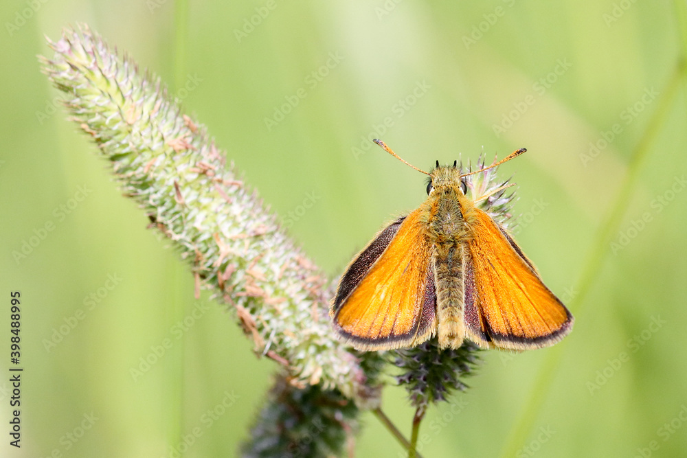 Obraz premium Essex Skipper