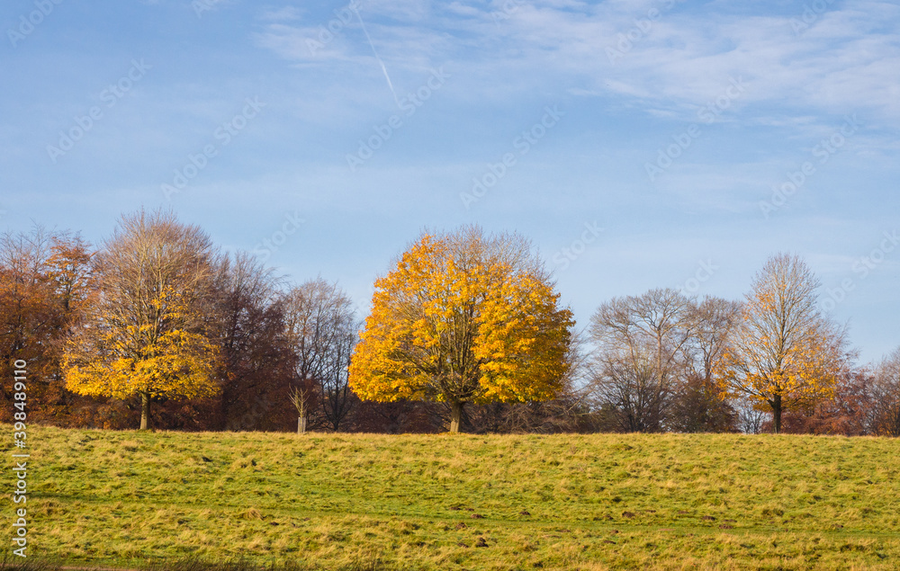 Beautiful autumn colours on trees at Tatton Park, Knutsford, Cheshire, UK Beautiful autumn colours on trees at Tatton Park, Knutsford, Cheshire, UK