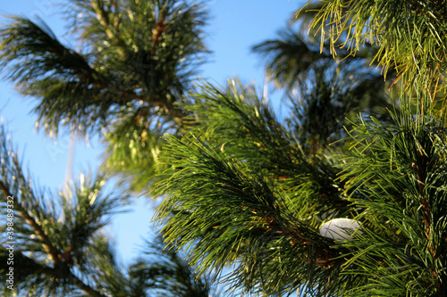 Cedar tree of blue sky with snow