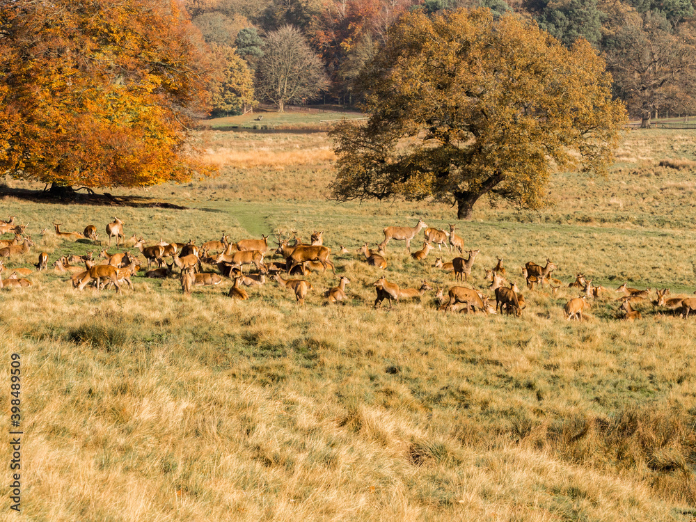 Obraz premium Large group of doe female deer at Tatton Park, Knutsford, Cheshire, UK