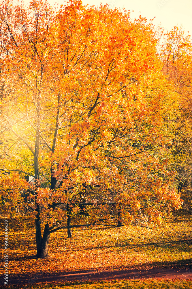 Park with orange and yellow leaves on trees - fall foliage