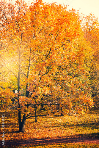 Park with orange and yellow leaves on trees - fall foliage