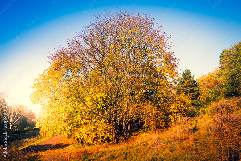 Fototapeta premium Park with orange and yellow leaves on trees - fall foliage