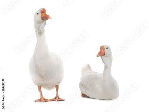 Εκτύπωση καμβά male and female geese isolated on white background