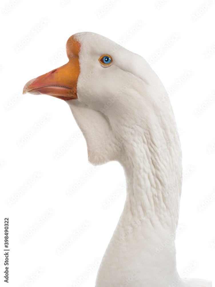 white large goose portrait isolated on white background white large goose portrait isolated on white background