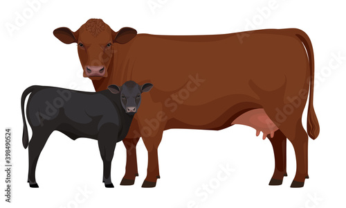 Farm animal - Cow with Calf. Aberdeen Angus - The Best Beef Cattle Breeds. Vector Illustration.