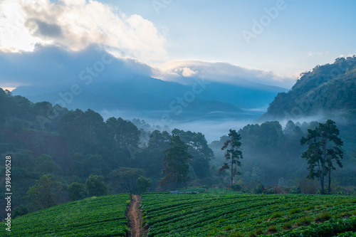 Strawberry Farm in Thailand at the morning.