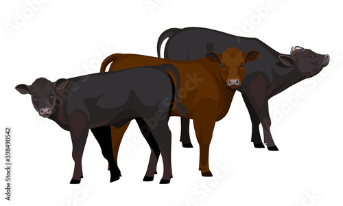 Farm animal - Calf. Aberdeen Angus - The Best Beef Cattle Breeds. Vector Illustration.