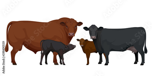 Set Bull, Cow, Calf. Aberdeen Angus - The Best Beef Cattle Breeds. Farm animals. Vector Illustration.