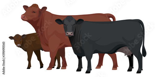 Set Bull, Cow, Calf. Aberdeen Angus - The Best Beef Cattle Breeds. Farm animals. Vector Illustration.