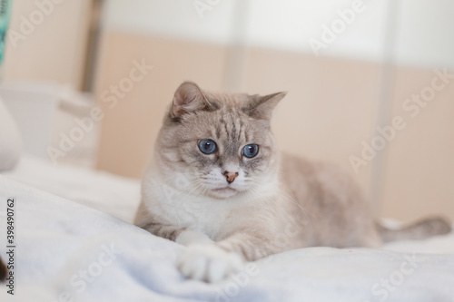Fototapeta Naklejka Na Ścianę i Meble -  Tabby cat with blue eyes at home