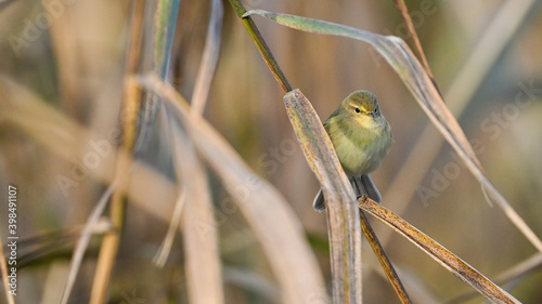 Luì piccolo, uccello, posato tra le canne nella palude, in ottobre photo