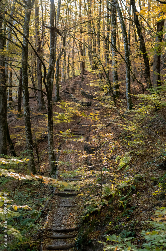 Ladder on the health trail in the Caucasus Mountains, Rosa Khutor, Sochi Ladder on the health trail in the Caucasus Mountains, Rosa Khutor, Sochi
