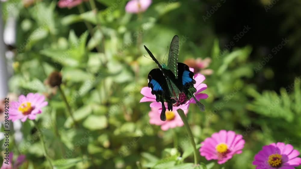 Beautiful black and blue butterfly sitting on pink flower. Beautiful black and blue butterfly sitting on pink flower.