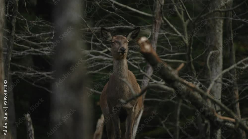 Deer At Wilderness Surrounded By Dry Tree Branches In Parc Omega, Quebec Canada. - Static Shot Deer At Wilderness Surrounded By Dry Tree Branches In Parc Omega, Quebec Canada. - Static Shot