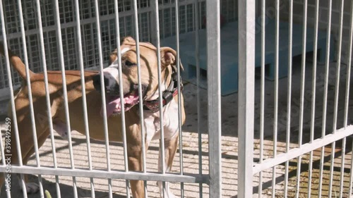 American Brown Pitbull in the cage. Lost dog waiting for the owner in the shelter photo