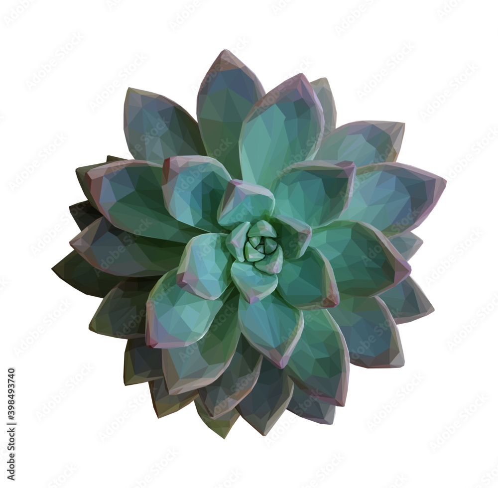 Geometrical illustration of a teal succulent Geometrical illustration of a teal succulent