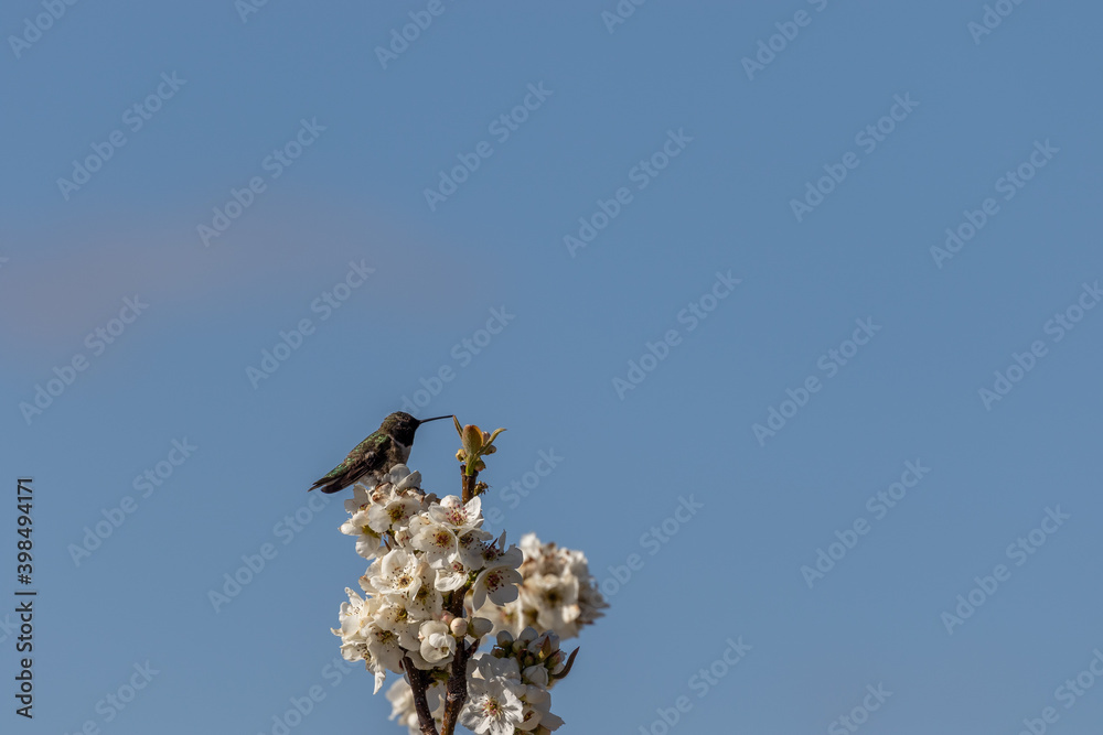 Hummingbird Perched on Fruit tTree Blossoms Hummingbird Perched on Fruit tTree Blossoms