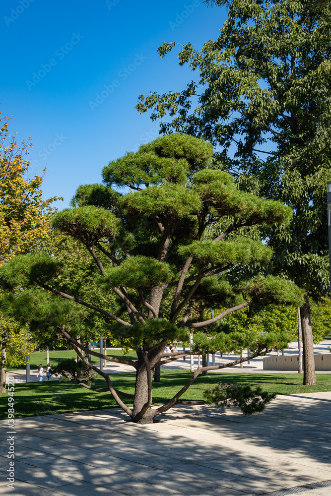 Beautiful bonsai pine (Pinus mugo or mountain pine) with lush needles against blue autumn sky. Public landscape city park Krasnodar or Galitsky park. Resting place for townspeople and tourists.