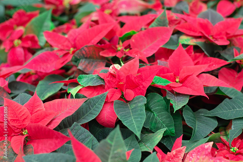 Red poinsettia flowers or christmas star