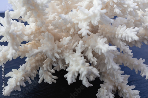 White Sea Coral on a black background