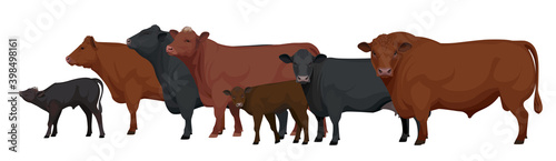 Farm animals - Herd of Bull  Cow  Calf. Set Aberdeen Angus - The Best Beef Cattle Breeds. Vector Illustration.