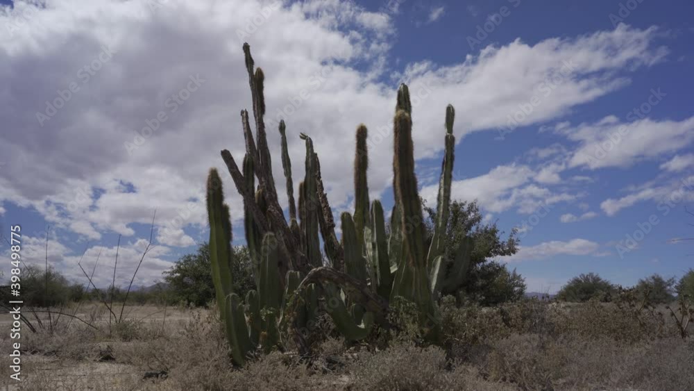 Time-lapse of cactus and desert clouds Time-lapse of cactus and desert clouds