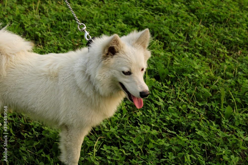 Obraz premium A bred dog that stands on two legs