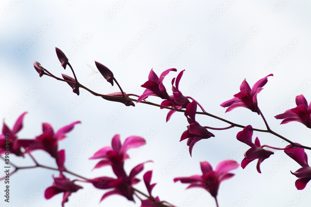 beautiful pink orchid flower with sky background.