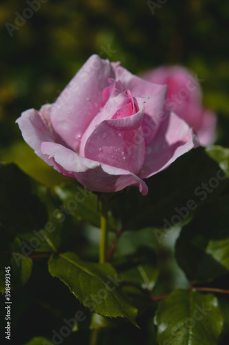 Pastel pink rose flower in the garden  flower head