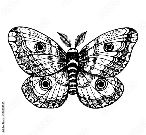 The giant emperor moth hand drawn vector illustration. Saturnia pyri butterfly. Engraving illustration. Sketch design.