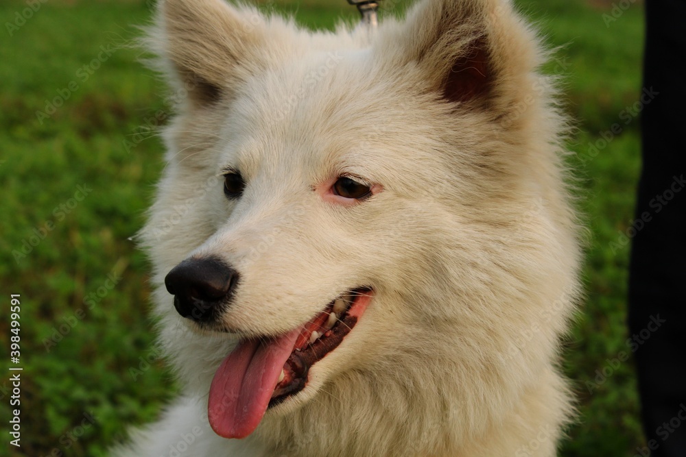 A bred dog that stands on two legs A bred dog that stands on two legs