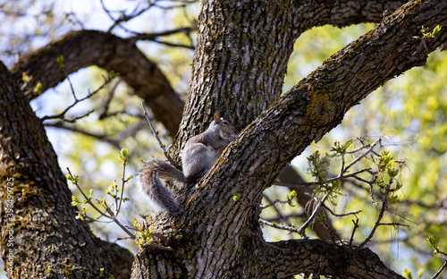 petit écureuil perché dans le creux d'un arbre à la lumière du jour