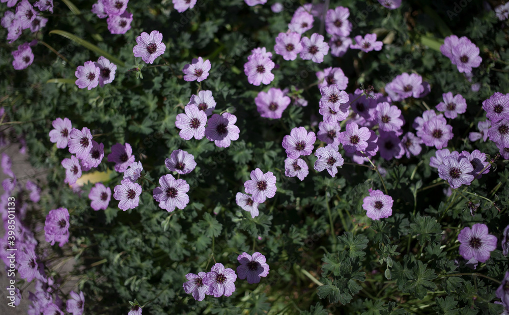 Pink flowers of geranium on the background of a green flower bed