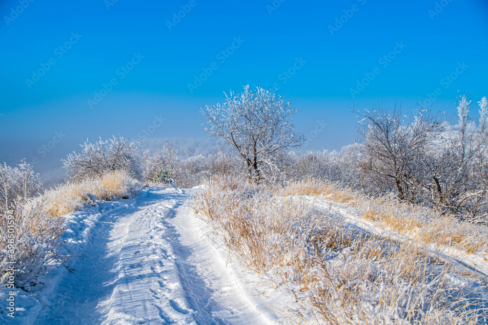 Obraz premium landscape with trees and snow
