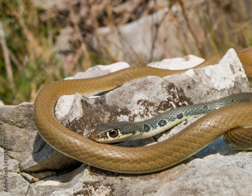 slender whip snake, platyceps najadum photo