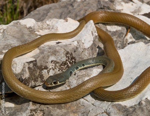 slender whip snake, platyceps najadum photo