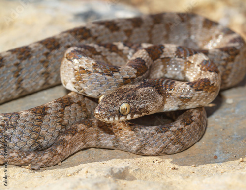 Mediterranean cat snake, Telescopus fallax photo