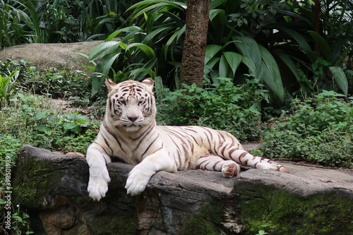 Fototapeta Naklejka Na Ścianę i Meble -  Singapore Zoo :)