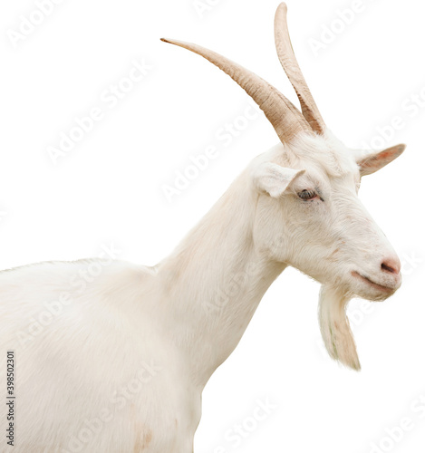 Cute goat on white background. Animal husbandry