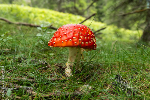 red fly agaric mushroom in forest in Austria Salzburgerland