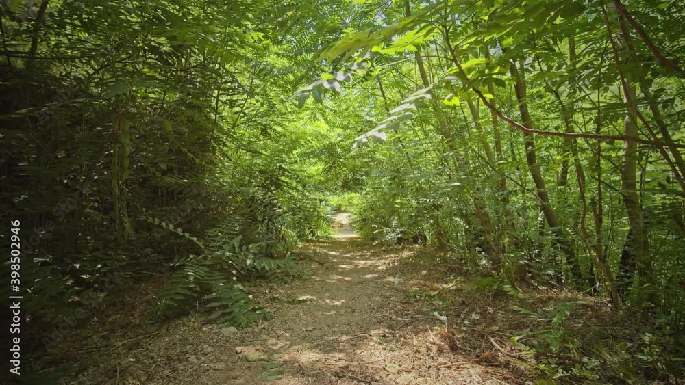 Path in the Forest Path in the Forest