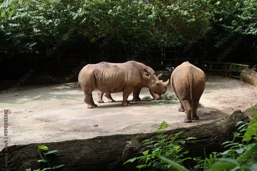 Naklejka premium Singapore Zoo :)