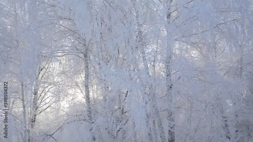 Walk through the winter forest with snow-covered trees on a beautiful frosty morning. No people Walk through the winter forest with snow-covered trees on a beautiful frosty morning. No people