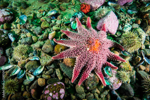 Photography Spiny Sunstar underwater in the St. Lawrence Estuary in Canada